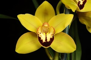 Cymbidium Unemployed Pilot Canary HCC/AOS 76 pts.